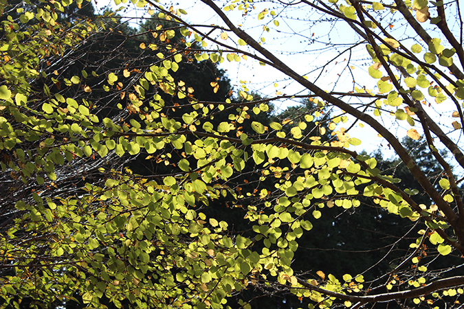 山のおんぶ / 2016